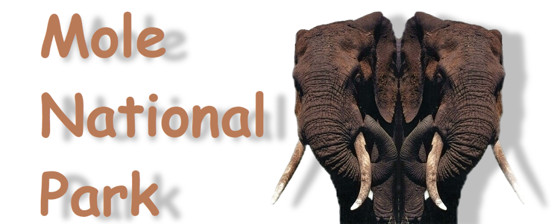 Mole National Park, Ghana. Near Burkina Faso 