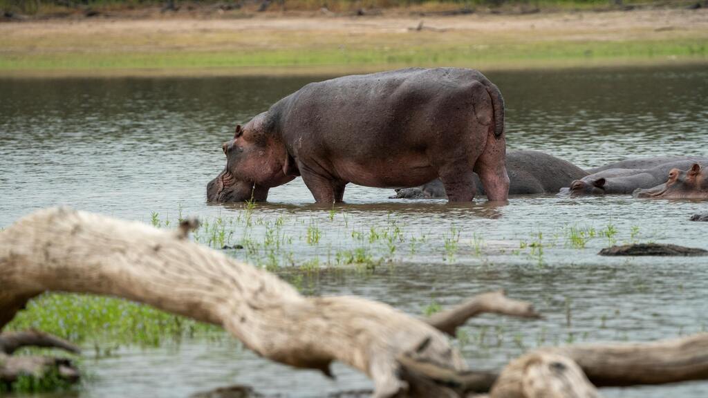 Mare aux Hippopotames is among the wetlands of international importance as defined by the Ramsar Convention, Burkina Faso