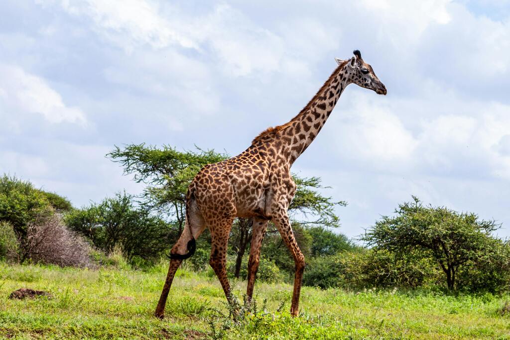 Giraffe at Burkina Faso’s Grand Safari Circuit: National Parks and Reserves